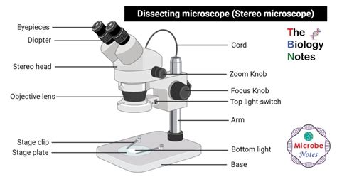 dissecting microscope|Parts of Stereo Microscope (Dissecting microscope) – labeled .